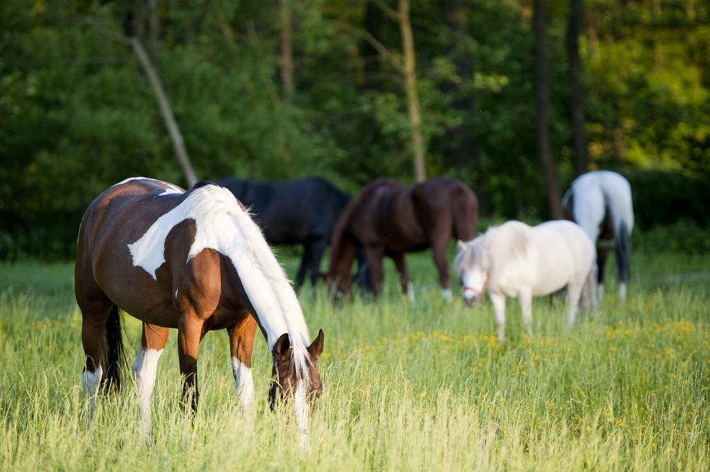 Farm stay Stary Mlyn Wilczkowice *