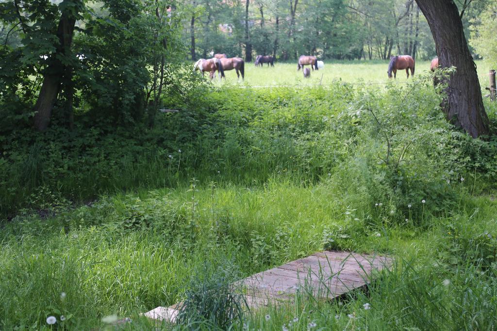Farm stay Stary Mlyn Wilczkowice