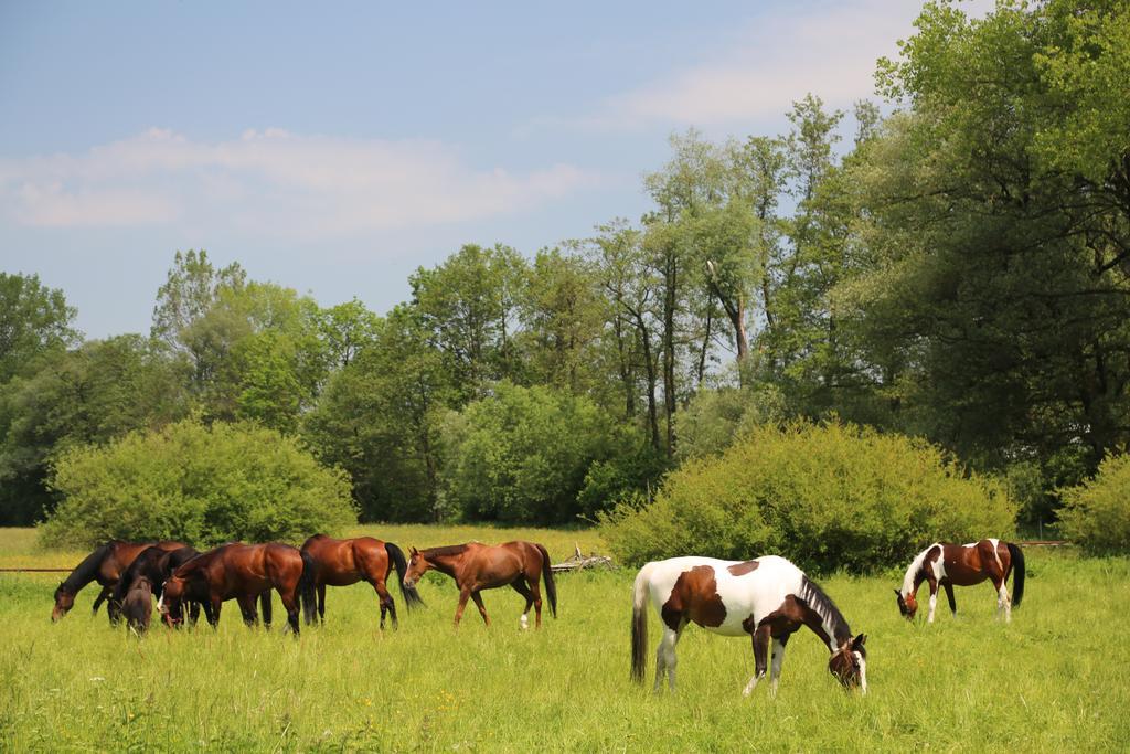 Farm stay Stary Mlyn Wilczkowice *