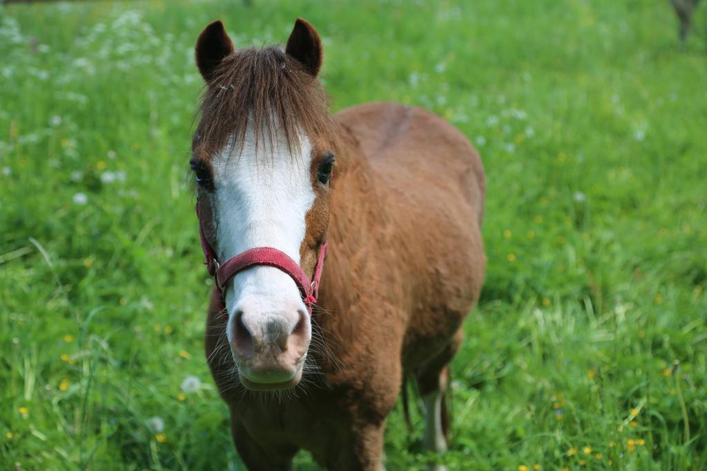Farm stay Stary Mlyn Wilczkowice *
