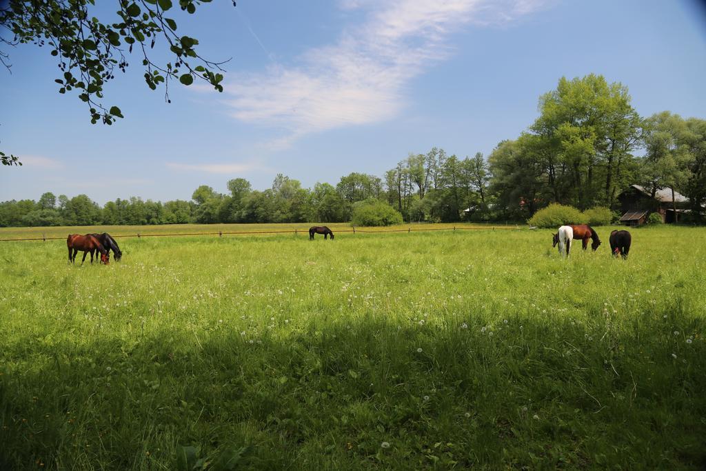 Stary Mlyn Wilczkowice Farm stay *