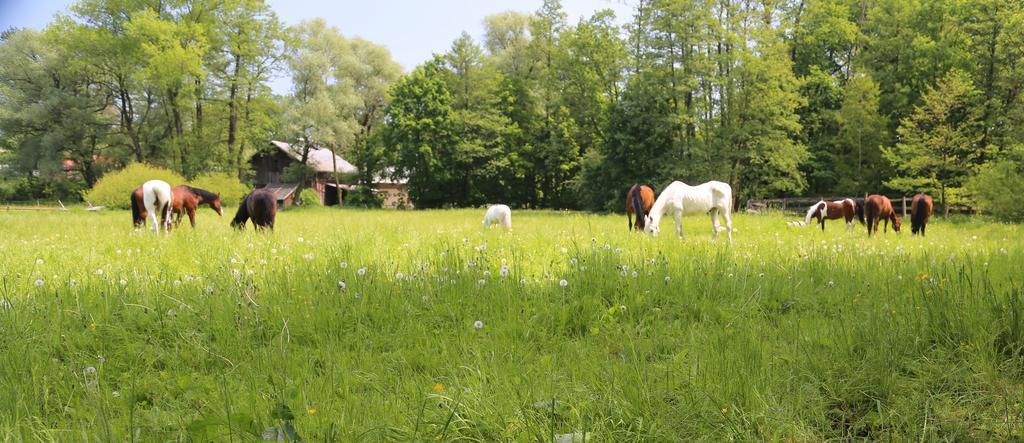 Farm stay Stary Mlyn Wilczkowice